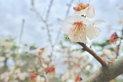 Close-up of white cherry blossoms in spring