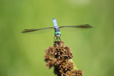 Close-up of dragonfly on flower