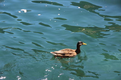 High angle view of duck swimming in lake