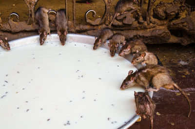 High angle view of rats drinking milk