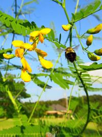 Close-up of bee pollinating on yellow flower