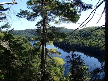 Scenic view of lake against trees in forest