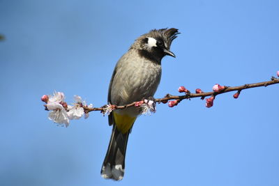 Low angle view of bird perching on branch against sky