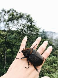 Close-up of insect on hand