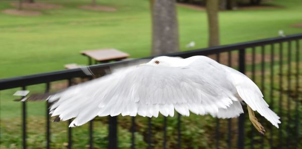 Close-up of bird flying against grass