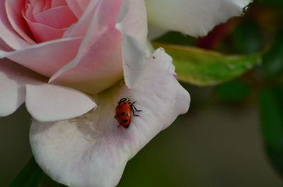 Close-up of ladybug on flower