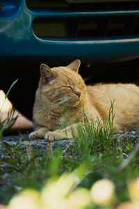 Cat sitting in a car