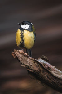 Close-up of bird perching on branch