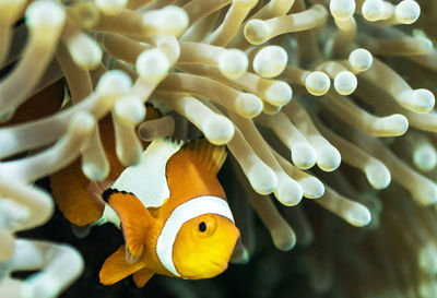 Close-up of fish swimming in sea