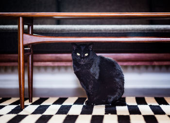 Portrait of black cat sitting on floor