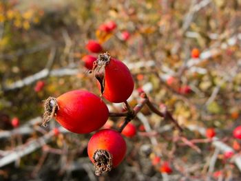 Close-up barberries