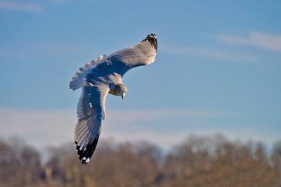 Seagull flying against clear sky