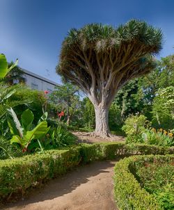 Trees growing in garden against sky