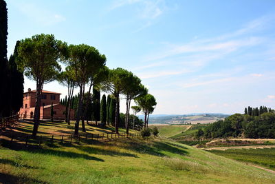 Trees on field against sky