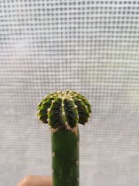 Close-up of cactus against textile