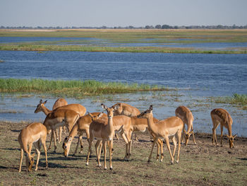 Group of impala antelopes grazing in front of chobe river, chobe national park, botswana