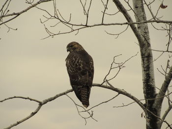 Low angle view of eagle perching on tree