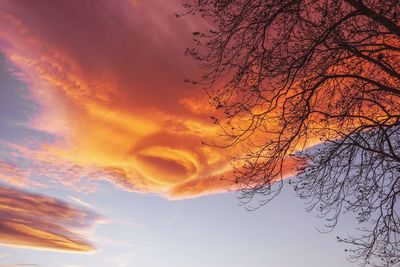 Low angle view of silhouette tree against orange sky