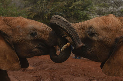 Close-up of elephant on field