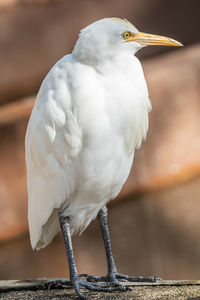 Close-up of bird perching on wood