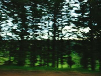 Road along trees