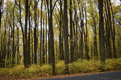 Trees in forest