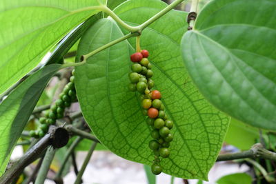 Close-up of berries growing on tree