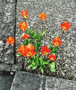 Close-up of poppy flowers