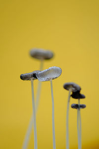 Close-up of mushroom against yellow background