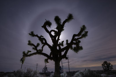 Low angle view of silhouette tree against sky at night