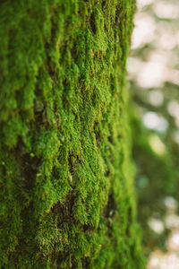 Close-up of moss growing on tree trunk