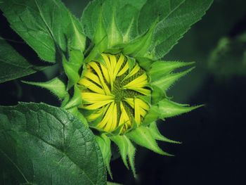 Close-up of yellow flower blooming outdoors