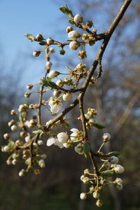 Close-up of white flowers on branch