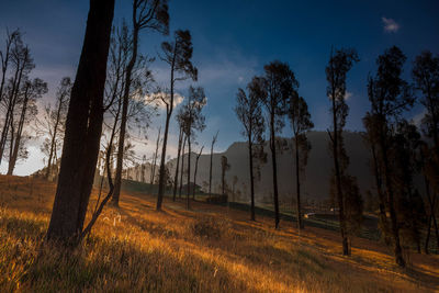 Trees on field against sky