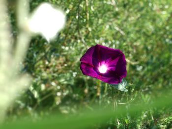 Close-up of purple flowering plant