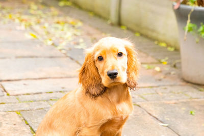 Portrait of dog sitting on footpath