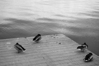 High angle view of birds on lake