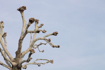 Low angle view of tree against sky