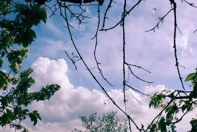 Low angle view of silhouette trees against sky