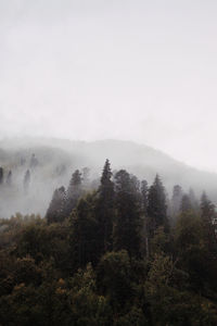 Trees on mountain against foggy sky