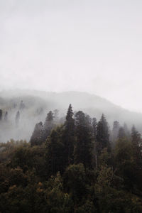 Trees on mountain against sky