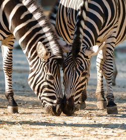 View of zebras drinking water