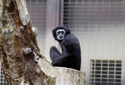 Portrait of man sitting on tree in zoo