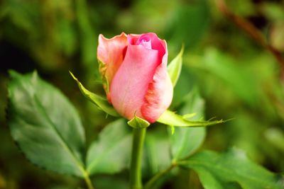 Close-up of pink rose
