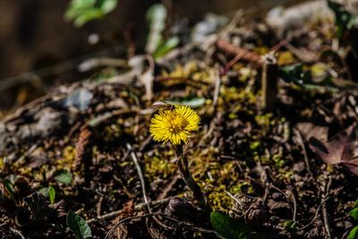 Close-up of yellow flowering plant on field