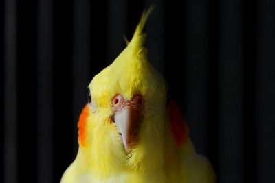 Close-up of a parrot in cage