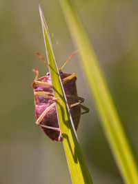 Close-up of green leaf on plant