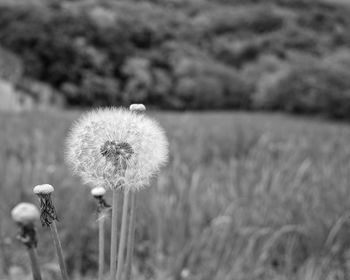 Close-up of dandelion flower on field