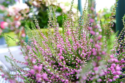 Close-up of pink flowering plant