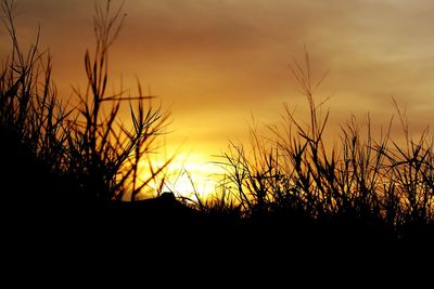 Silhouette plants on field against orange sky